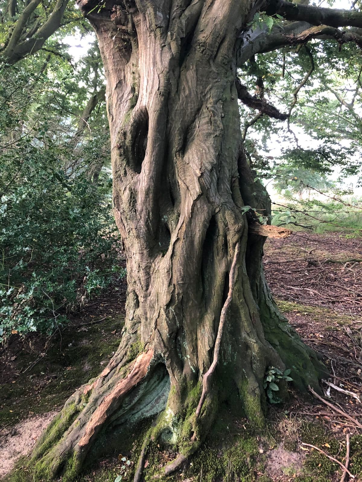 Dawadawa bark texture