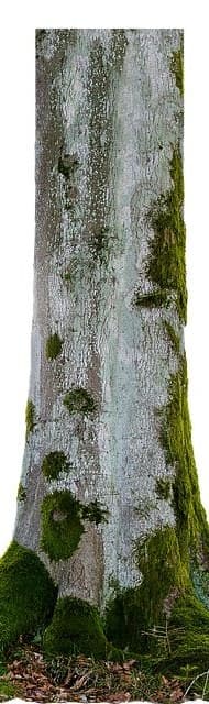 Ɔdanwoma bark texture