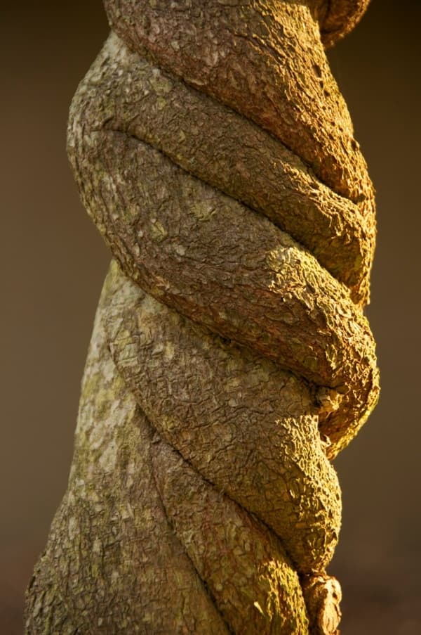 Onyina bark texture